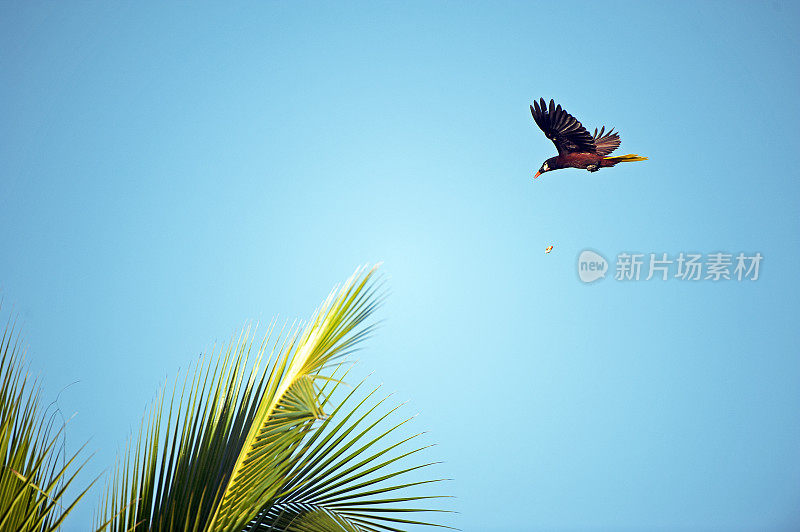 哥斯达黎加托图盖罗，晴朗的天空中，Montezuma Oropendola飞过棕榈叶